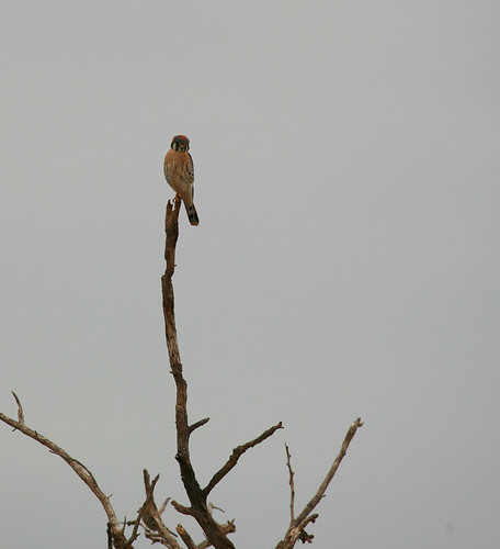 Sparrow Hawk in Sunset Park