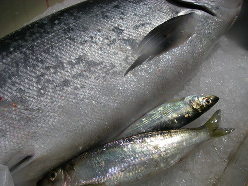 salmon and herring