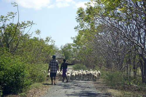Kaliantan sheep