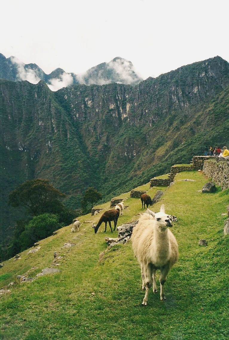 Machu Pichu (10)