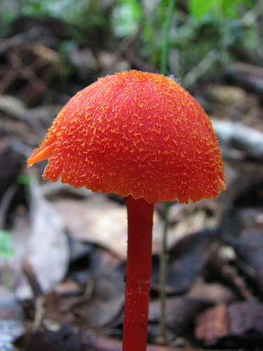  Rainforest Fungi with Colour for Today - Hygrocybe sp RED 