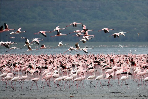 你拍攝的 13 Lake Nakuru - Flamingo。