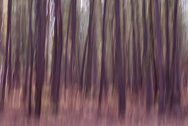 Ponderosa Pines in pinks and purples