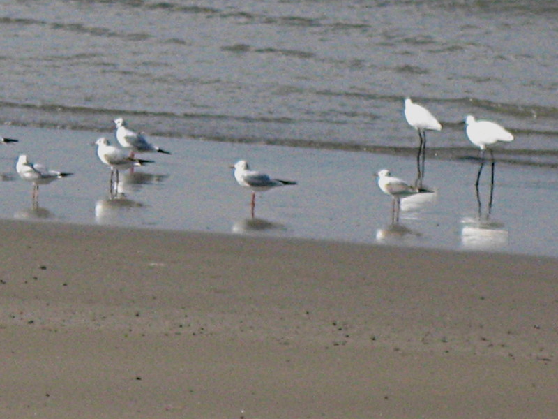 22-11-2008-seagullsandegrets