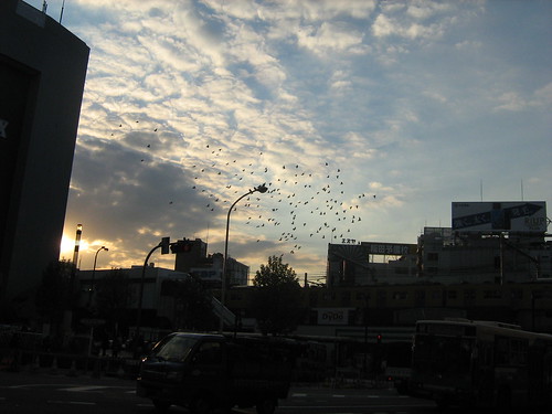 Birds flying over Takadanobaba