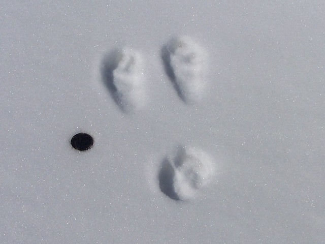 Mountain Cottontail Rabbit track in the snow out on the Promontory Peninsula 