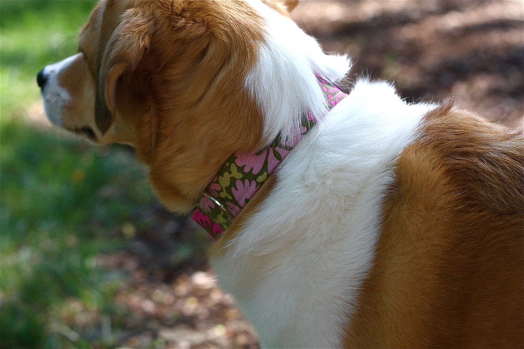 Shiloh in her new Amy Butler collar