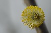 Salix caprea - Boswilg. Bloeiend meeldraadkatje