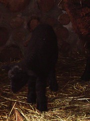 born a few days ago - a ewe