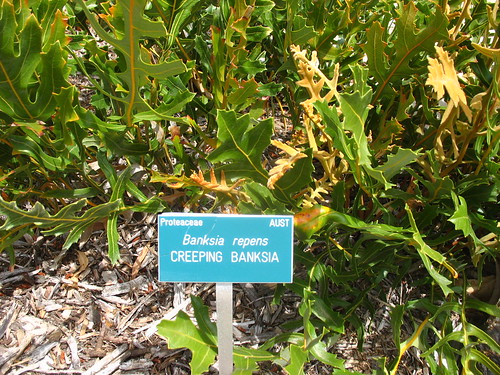 Banksia repens