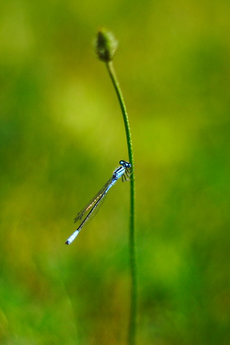 Thin and Beauty: Blue Dragonfly