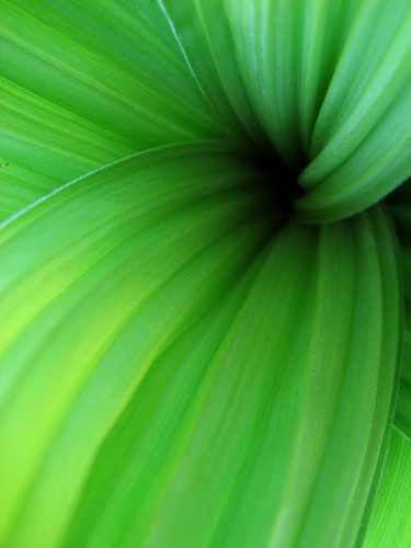 close up photograph green leaf