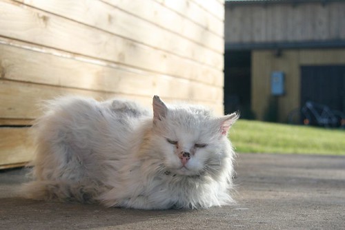 Alte weiße Katze mit zerzaustem Fell
