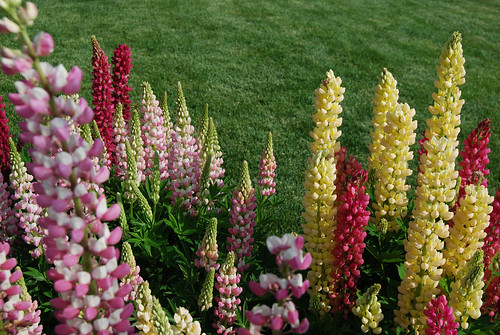 36-More Lupines Tahoe City
