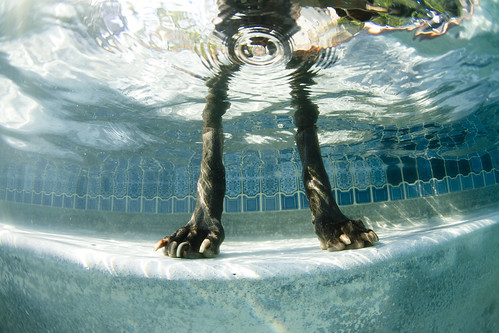 Thumb [Foto] Patas de perro en la piscina