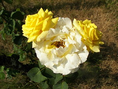 White and yellow rose bush