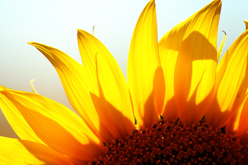 Sun...flower