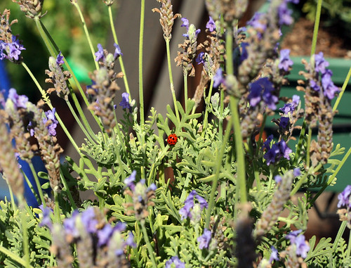 Ladybug in the lavender