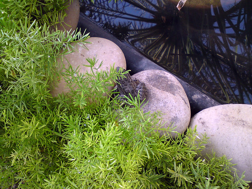 Mr. Froggy relaxing on a rock between the asparagus and the cleaned up pond which is now equipped with a biological and chemical filter to fight the damned green algea and the stink that it creates. We can actually now see the bottom of the pond.