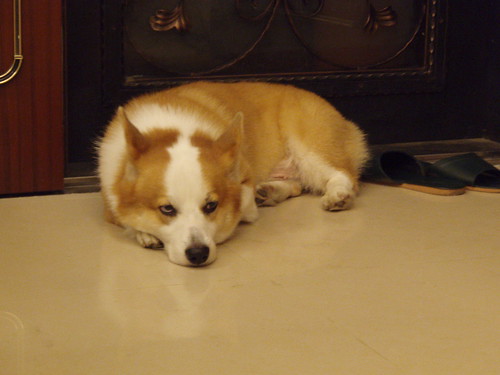 薔蜜颱風天--狗很悶