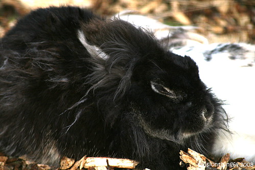Lionhead Rabbit 2011