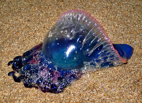 Blue Jellyfish (Physalia physalis)