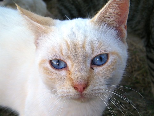 Blue eyed kitty
