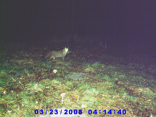 Chat forestier (photo prise le 23/02/08)...