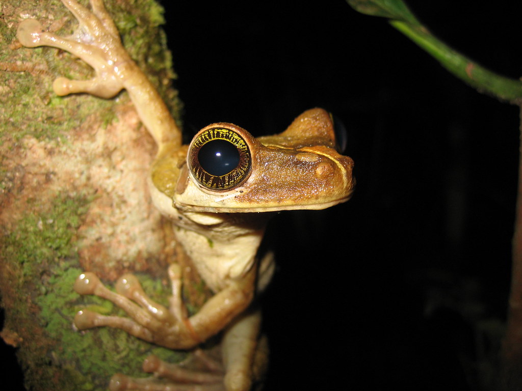 Amazon Tree Frog