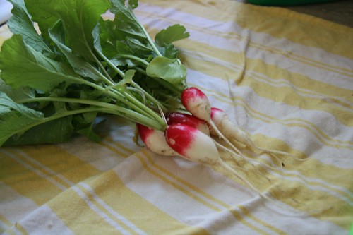 Just picked radishes