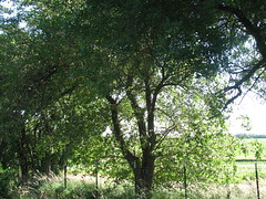Mulberry Bush (Tree)