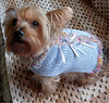 Party Animal Dog Sweater Pattern