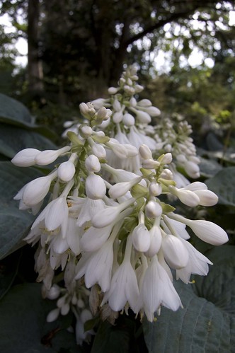 Seibold's plantain-lily