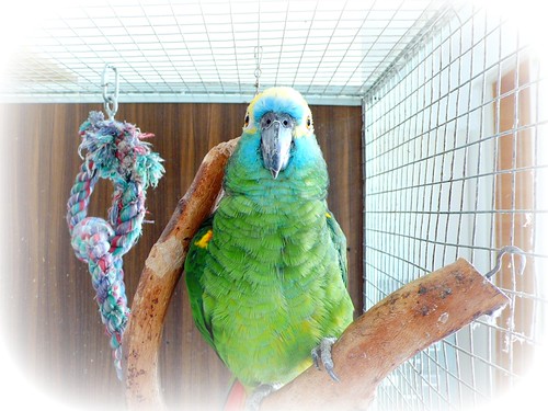 Blue fronted Amazon parrot