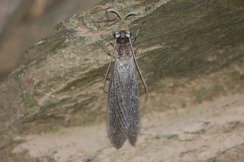 maledobsonfly