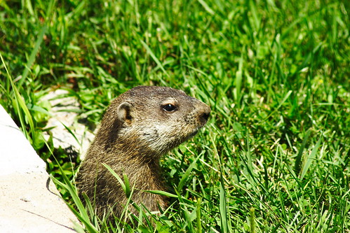 打地鼠 Groundhog