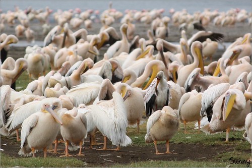 你拍攝的 45 Lake Nakuru - Pelican。