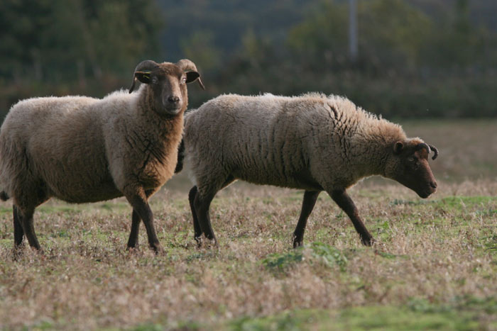 Manx Loghtan sheep