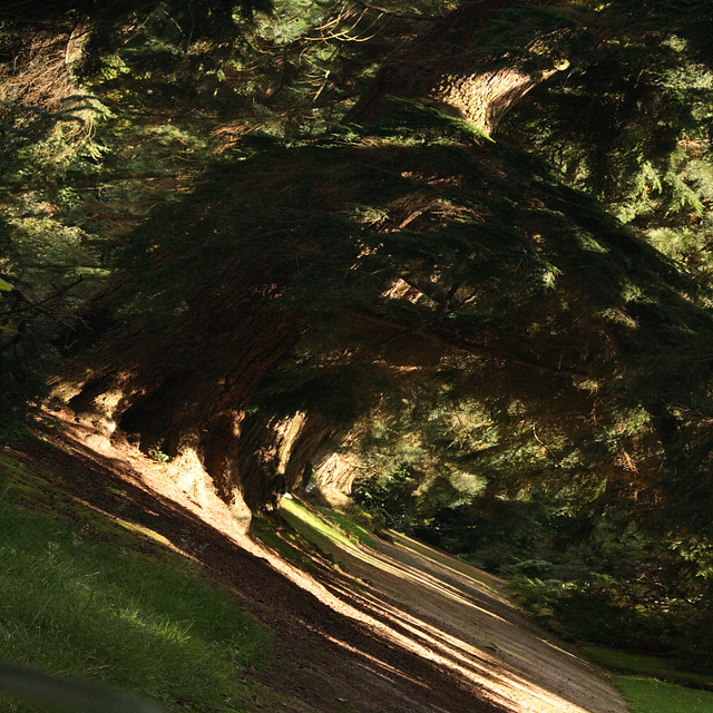 Path in a Woodland Glade