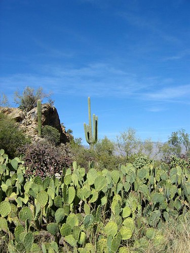 saguaro-9