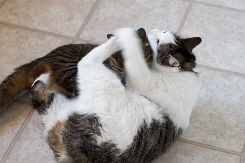 Tussling cats 3
