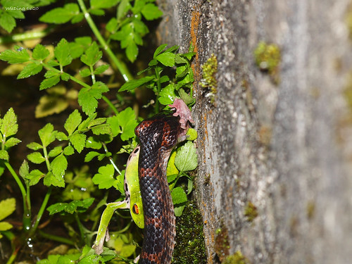 紅斑蛇 Dinodon rufozonatuma