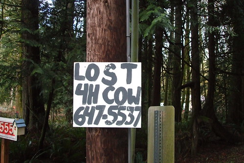 How do you lose a cow?