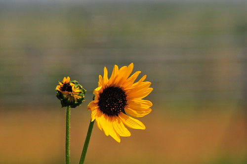 Sunflower at 300mm