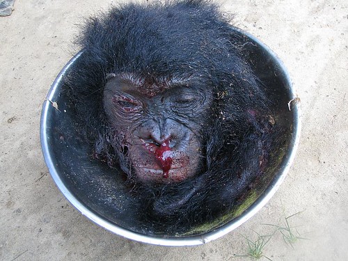 Bonobo head in the village of Ngoma Myula