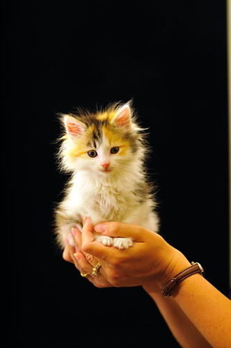 フリー写真素材|動物|哺乳類|ネコ科|猫・ネコ|子猫・小猫|