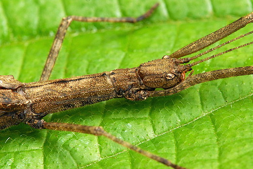 DSC_0036_Stick Insect (Asceles tanarata singapura)