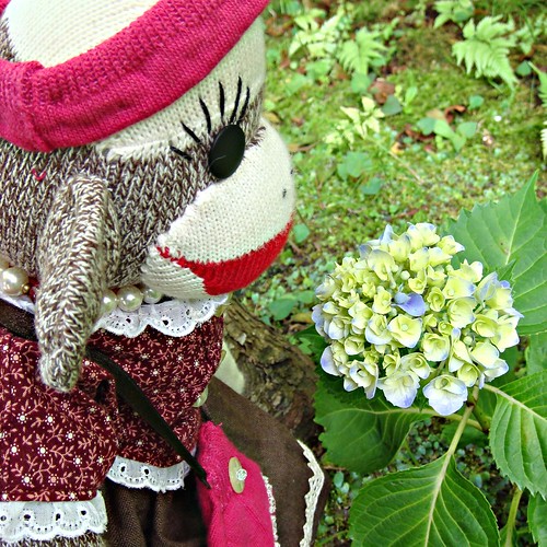Miki finds a smaller flowering hydrangea blossom. It is similar to the one Kei found! (by martian cat)