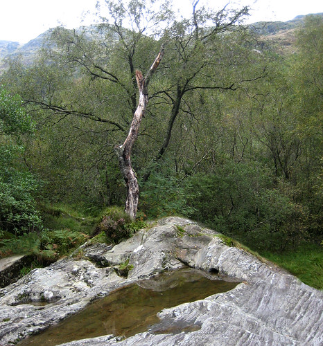 Tree and rock Glen Massan