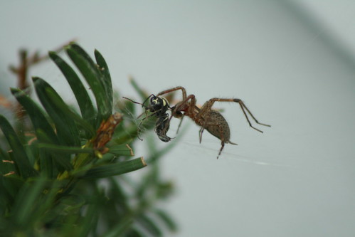 wasp, spider